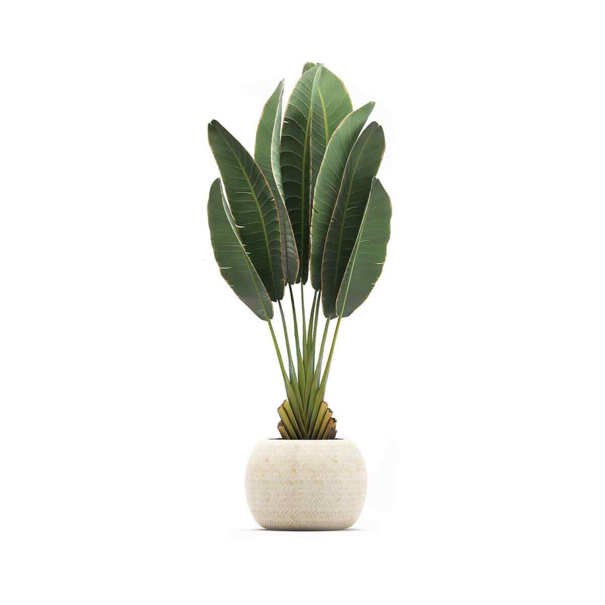 https://www.papayevillage.com/wp-content/uploads/2018/09/product_06.jpg