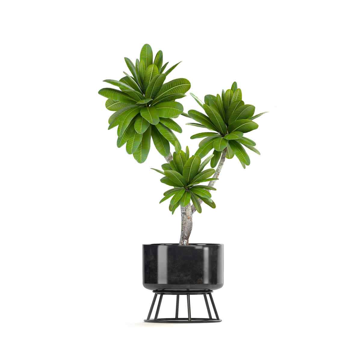 https://www.papayevillage.com/wp-content/uploads/2018/09/product_08.jpg